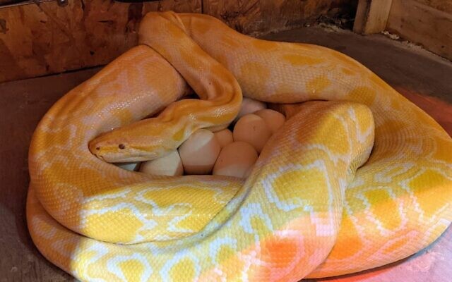 Shayna, a 12-foot albino Burmese python, with her recent batch of 38 eggs. (The Biblical Museum of Natural History via JTA)
