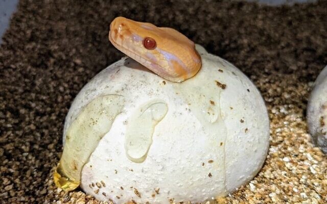 One of Shayna’s babies hatches at the museum. (The Biblical Museum of Natural History)