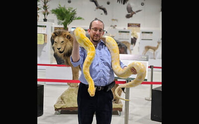 Rabbi Natan Slifkin holds Shayna, an albino Burmese python. (The Biblical Museum of Natural History)