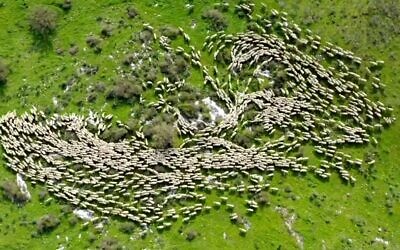 A flock of sheep is seen in an aerial time-lapse video by Lior Patel (video screenshot)