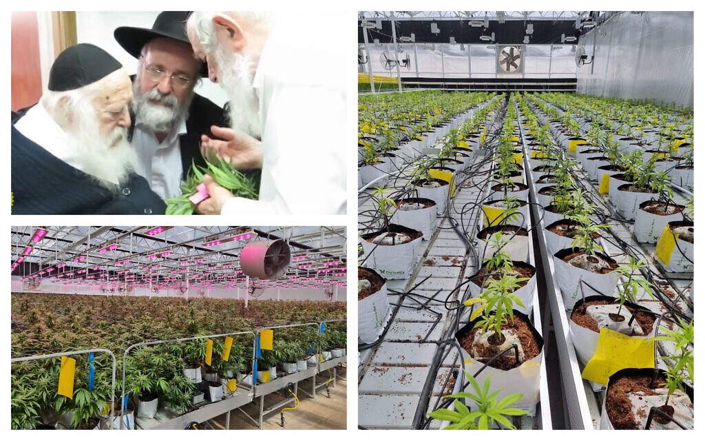 Illustrative: Rabbi Chaim Kanievsky smells cannabis leaves in 2016 (YouTube); Israeli medical cannabis growing operations. (Courtesy Israeli Medical Cannabis Agency)