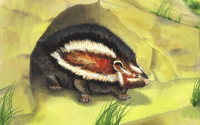 A maned rat (Haifa University)