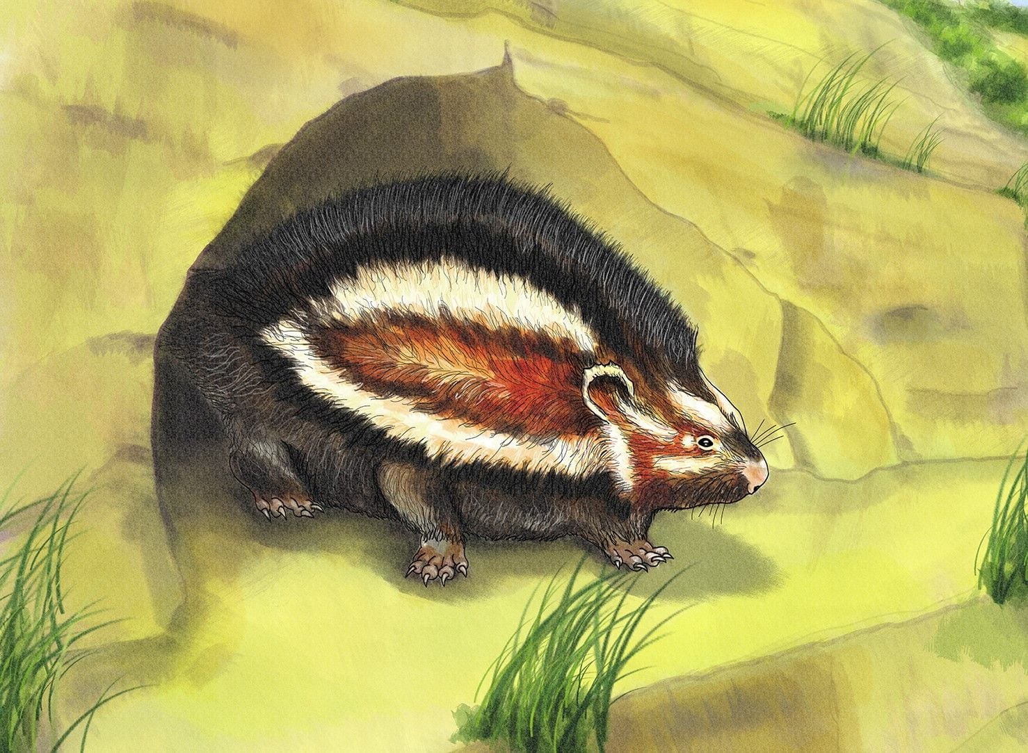 Rat Bones Found In Israel Suggest Ancient Africa Europe Ecological 