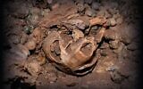 Skull of a maned rat found in the Judean Desert (via Haifa University)