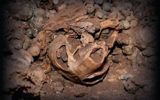 Skull of a maned rat found in the Judean Desert (via Haifa University) Skull of a maned rat found in the Judean Desert (via Haifa University)