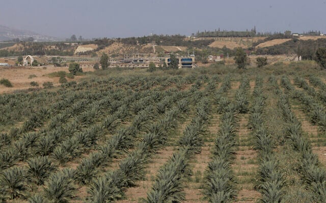 A general view shows agricultural land at the border area of Baqoura, near the Israeli-Jordanian border, on Wednesday, Nov. 13, 2019. (AP Photo/Raad Adayleh) A general view shows agricultural land at the border area of Baqoura, near the Israeli-Jordanian border, on Wednesday, Nov. 13, 2019. (AP Photo/Raad Adayleh)
