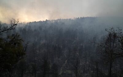 Flames burn a forest during a wildfire in Afidnes village, about 31 kilometres (19 miles) north of Athens, Greece, Friday, Aug. 6, 2021. (AP Photo/Thanassis Stavrakis)