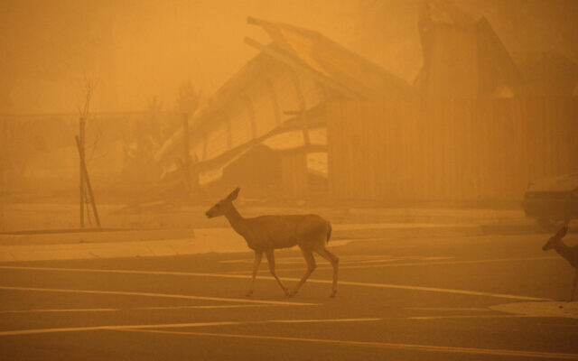 Deer pass a Greenville building destroyed by the Dixie Fire, on Aug. 7, 2021, in Plumas County, Calif. (AP Photo/Noah Berger) Deer pass a Greenville building destroyed by the Dixie Fire, on Aug. 7, 2021, in Plumas County, Calif. (AP Photo/Noah Berger)