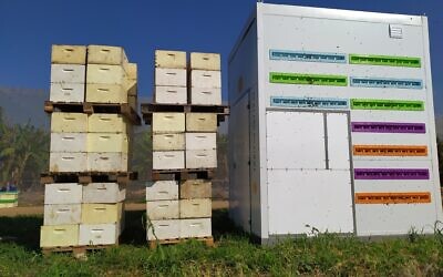 Beewise's automated Beehome next to traditional beehives. (Courtesy)
