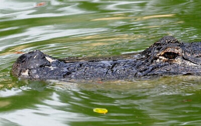 The crocodile farm in Hamat Gader, a valley in north Israel, in the border with Jordan and Syria, October, 14, 2008. (Jorge Novominsky/File)
