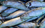Freshly caught herrings lie in a fish box. (Jens Büttner via Getty Images)