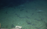 Hundreds of small sharks are seen off the coast of Tel Aviv, according to an August 11, 2021 report. (University of Haifa, Israel Oceanographic and Limnological Research, Ben Gurion University, and Interuniversity Institute for Marine Sciences in Eilat)
