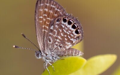 A pygmy blue butterfly (Brephidium exilis thompsoni) on sea purslane, Sesuvium portulacastrum, in Grand Cayman, Cayman Islands. (Charles J. Sharp/Wikimedia Commons, CC BY-SA 4.0)
