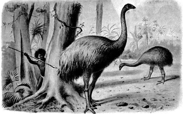 An artist's illustration of an ancient Moa bird being hunted by humans (From the book 'Extinct Monsters,' 1897) An artist's illustration of an ancient Moa bird being hunted by humans (From the book 'Extinct Monsters,' 1897)