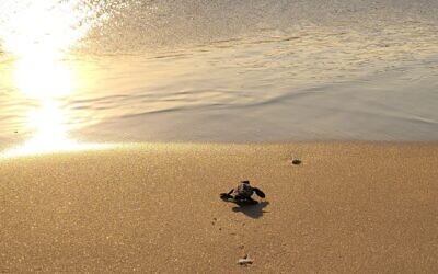 A turtle hatchling moves toward the sea from a nest protected within the Palmachim National Park on August 1, 2021. (Yaniv Cohen, Israel Nature and Parks Authority)