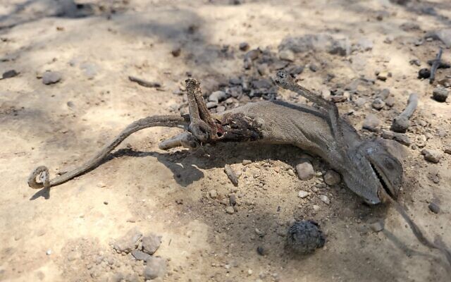 The charred corpse of a Mediterranean chameleon in the Jerusalem Hills, on August 17, 2021. (Yaniv Cohen, Israel Nature and Parks Authority) The charred corpse of a Mediterranean chameleon in the Jerusalem Hills, on August 17, 2021. (Yaniv Cohen, Israel Nature and Parks Authority)