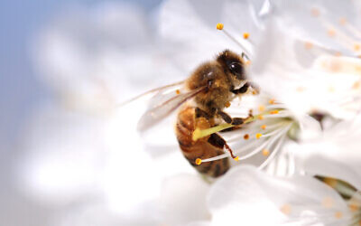 A honeybee on a wild flower. Illustrative. (Hayatikayhan on iStock by Getty Images)