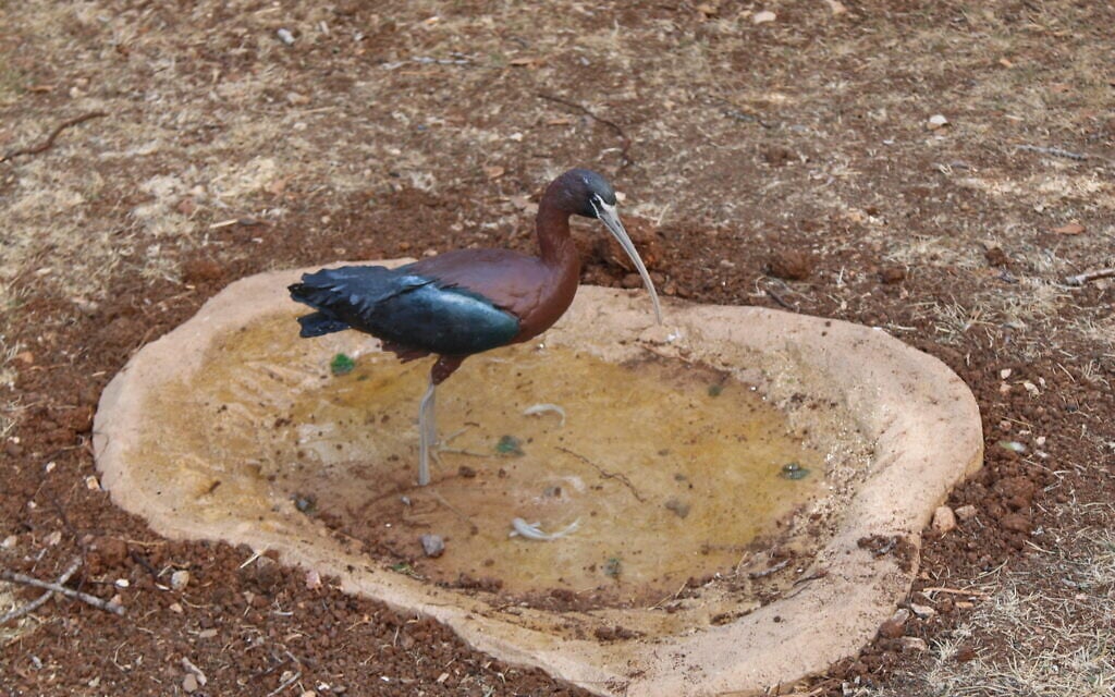 An ibis in the yard at the Bible Lands Museum's 'Early Birds' exhibit. (Shmuel Bar-Am)