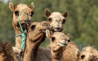 This picture taken on June 4, 2021 shows a view of cloned camel calves in a pen at the Reproductive Biotechnology Center in Dubai (Karim SAHIB / AFP)