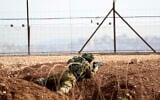 An Israeli soldier takes position along the border between the northern West Bank near Jenin and Israel as they search for two Palestinians who broke out of a maximum-security prison last week, on a road leading to the West Bank town of Jenin, near Gan Ner Israel, September 12, 2021. (Ariel Schalit/AP)