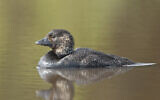 An Australian musk duck. (JJ Harrison, Wikimedia Commons, CC BY-SA 3.0)