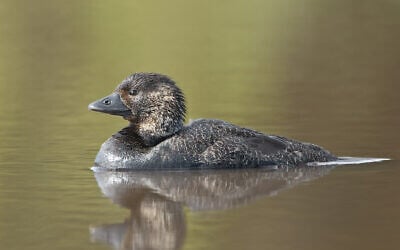 An Australian musk duck. (JJ Harrison, Wikimedia Commons, CC BY-SA 3.0)
