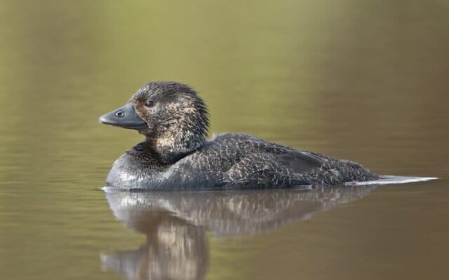 An Australian musk duck. (JJ Harrison, Wikimedia Commons, CC BY-SA 3.0) An Australian musk duck. (JJ Harrison, Wikimedia Commons, CC BY-SA 3.0)