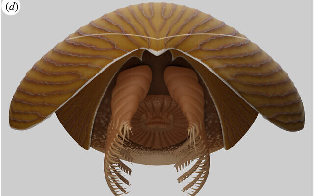 Reconstruction of Titanokorys gainesi in a frontal view. (Lars Fields/Royal Ontario Museum) Reconstruction of Titanokorys gainesi in a frontal view. (Lars Fields/Royal Ontario Museum)