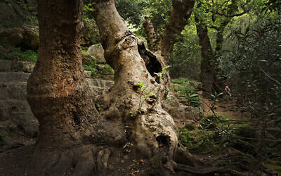An ancient tree along the Betzet Stream in the Western Galilee, northern Israel. (CarmelH1, Wikimedia Commons, CC BY-SA 4.0)