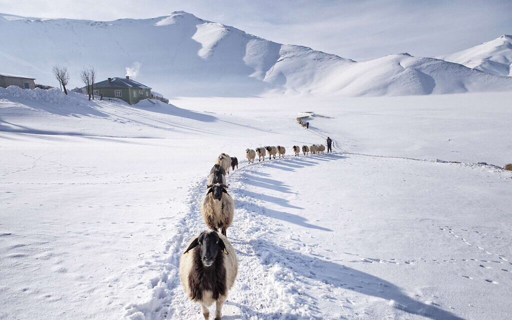 Sheep are fed outdoors twice a day in the winter. Uzuntekne, Van, February 2017, part of Photomenta exhibit opening September 21, 2021 at Eretz Israel Museum (Courtesy Nadir Bucan)