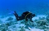 Measuring corals for the 2020 national monitoring study of the Gulf of Eilat. (Inbal Ayalon, Interuniversity Institute for Marine Sciences, Eilat)