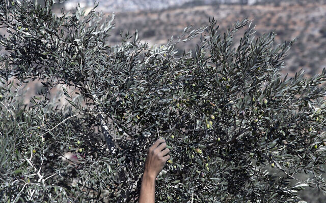 Illustrative: A volunteer harvests olives during a Palestinian Authority campaign to help farmers targeting Palestinian lands that are adjacent to Israeli settlements and outposts, during the olive harvest season, in the West Bank village of Beita, east of Nablus, October 10, 2021. (AP Photo/Nasser Nasser)