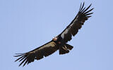 In this June 21, 2017, file photo, a California condor takes flight in the Ventana Wilderness east of Big Sur, California. (AP/Marcio Jose Sanchez)