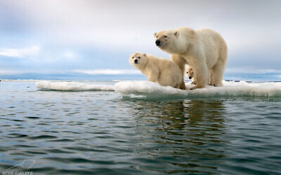 A female polar bear with her cubs on a floating piece of ice, Svalbard, summer 2018. (Roie Galitz)