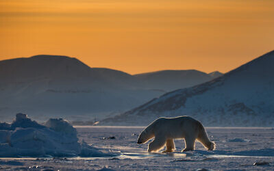 ‘Polar Night’ features the large male polar bear which looked through Galitz’s camera lens (above) walking across a frozen fjord in Svalbard at around midnight looking for seals’ breathing holes, summer 2018. (Roie Galitz)