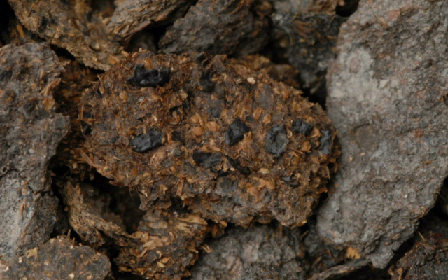 This undated image, courtesy of the Museum of the Natural History of Vienna, shows roughly 2,700-year-old-human excrement from the Hallstatt salt mines in which beans, millet and barley are clearly visible. (Museum of Natural History of Vienna/AFP) This undated image, courtesy of the Museum of the Natural History of Vienna, shows roughly 2,700-year-old-human excrement from the Hallstatt salt mines in which beans, millet and barley are clearly visible. (Museum of Natural History of Vienna/AFP)