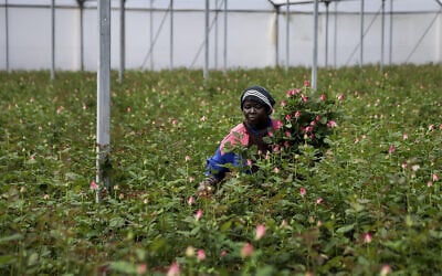 A farm worker cuts roses to be thrown away due to a pandemic market slump at Maridadi Flowers farm in Naivasha, Kenya, March 19, 2020. (AP Photo/Patrick Ngugi) A farm worker cuts roses to be thrown away due to a pandemic market slump at Maridadi Flowers farm in Naivasha, Kenya, March 19, 2020. (AP Photo/Patrick Ngugi)