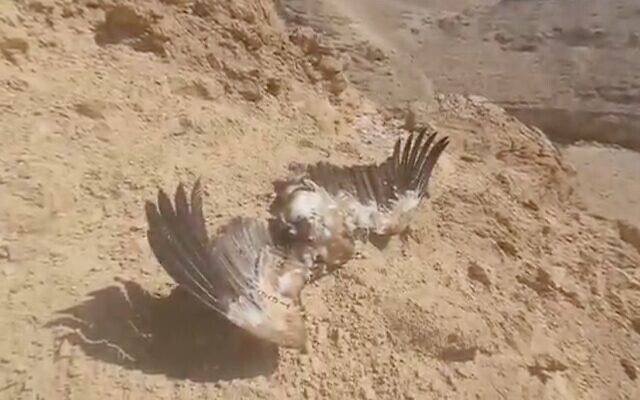 Scren capture from video of a dead griffon vulture found in the Judean Desert, October 27, 2021. (Srugim) Scren capture from video of a dead griffon vulture found in the Judean Desert, October 27, 2021. (Srugim)