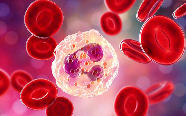3D illustration of the immune cells neutrophils (iStock via Getty Images) 3D illustration of the immune cells neutrophils (iStock via Getty Images)