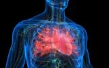 Illustration of a human heart (magicmine; iStock by Getty Images)