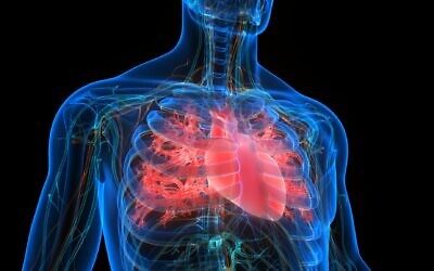 Illustration of a human heart (magicmine; iStock by Getty Images)