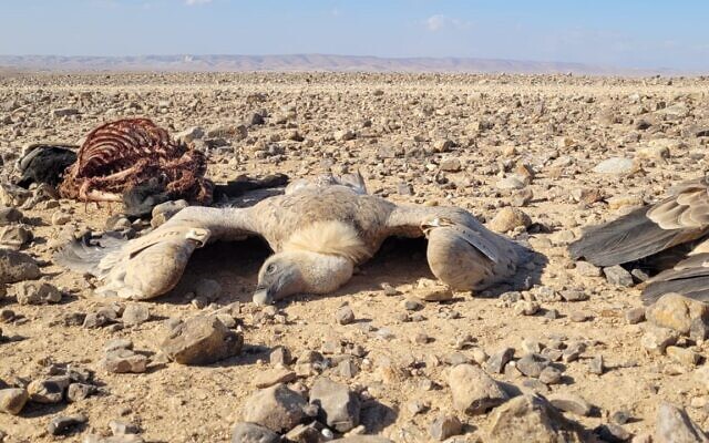 One of nine dead vultures shown next to the carcass of a goat in the Judean Desert in what the Israel Nature and Parks Authority suspects is a malicious poisoning event, October 24, 2021. (Eyal Ben Giat, INPA) One of nine dead vultures shown next to the carcass of a goat in the Judean Desert in what the Israel Nature and Parks Authority suspects is a malicious poisoning event, October 24, 2021. (Eyal Ben Giat, INPA)
