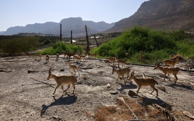 An Ibex herd grazing in an abandoned palm grove that was destroyed following the formation of sinkholes filled with water as a result of a drop in the water level in the Dead Sea, near Israel's Kibbutz Ein Gedi, October 6, 2021. (Menahem KAHANA / AFP) An Ibex herd grazing in an abandoned palm grove that was destroyed following the formation of sinkholes filled with water as a result of a drop in the water level in the Dead Sea, near Israel's Kibbutz Ein Gedi, October 6, 2021. (Menahem KAHANA / AFP)