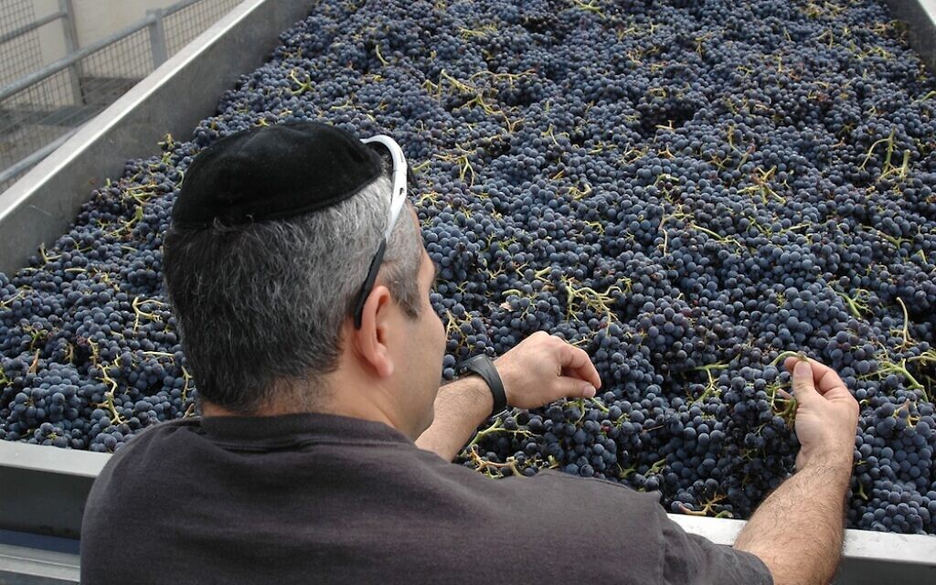 A Jewish employee works in the vineyard at the Celler de Capçanes winery in Monsant, Spain. (Courtesy of Celler de Capçanes/ via JTA)