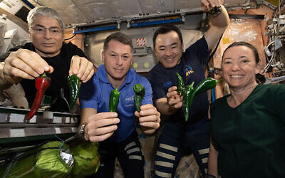 This photo provided by NASA, Astronauts, from left, Mark Vande Hei, Shane Kimbrough, Akihiko Hoshide and Megan McArthur, pose with chile peppers grown aboard the International Space Station, on November 5, 2021. (NASA via AP) This photo provided by NASA, Astronauts, from left, Mark Vande Hei, Shane Kimbrough, Akihiko Hoshide and Megan McArthur, pose with chile peppers grown aboard the International Space Station, on November 5, 2021. (NASA via AP)