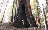 Assistant Fire Manager Leif Mathiesen, of the Sequoia and Kings Canyon Nation Park Fire Service, looks for an opening in the burned-out redwood tree from the Redwood Mountain Grove which was devastated by the KNP Complex fires earlier in the year in the KingsCanyon National Park, CA, on November 19, 2021. (AP Photo/Gary Kazanjian)