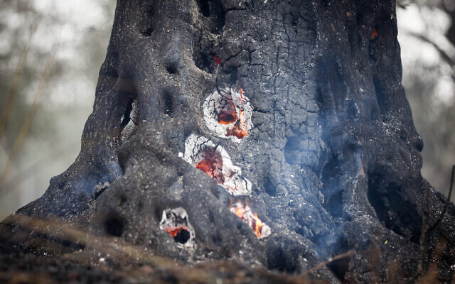 A burnt tree in Ma'alot-Tarshiha on November 14, 2021 (David Cohen/Flash90)