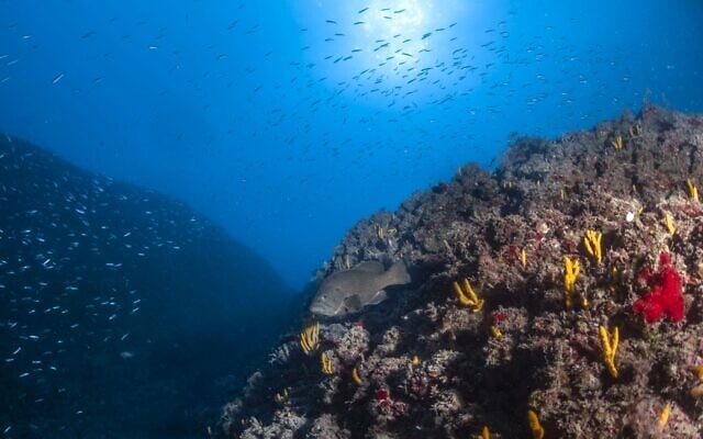 Species of marine life are seen in the Mediterranean sea. (Shevy Rothman)