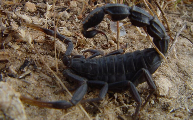 Illustrative: A black fat-tail scorpion. (CC-BY SA, Guy Haimovitch/Wikimedia Commons) Illustrative: A black fat-tail scorpion. (CC-BY SA, Guy Haimovitch/Wikimedia Commons)