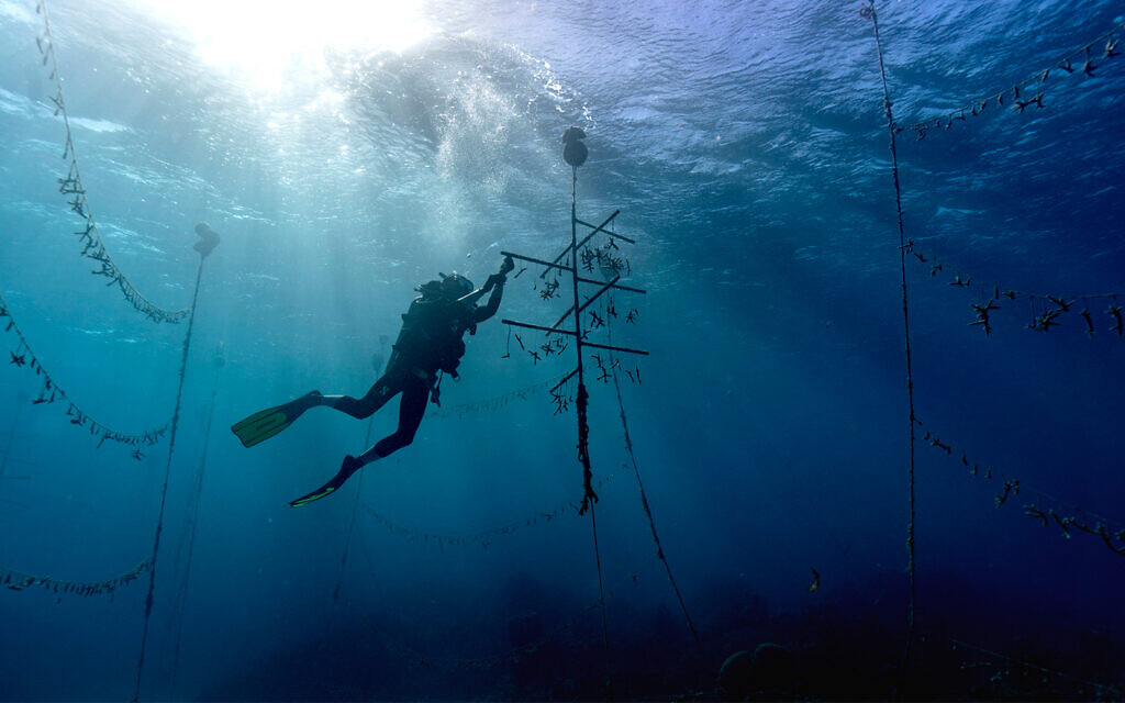 A diver works at an underwater coral nursery inside the Oracabessa Fish Sanctuary in Jamaica, on February 12, 2019. (AP Photo/David J. Phillip) A diver works at an underwater coral nursery inside the Oracabessa Fish Sanctuary in Jamaica, on February 12, 2019. (AP Photo/David J. Phillip)